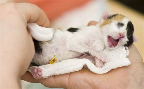 Top 15 Favorites birth newborn kittens