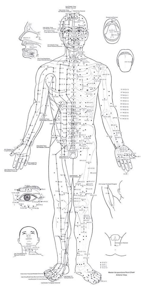 Pin on mięsień | Acupuncture points chart, Acupuncture points, Acupuncture