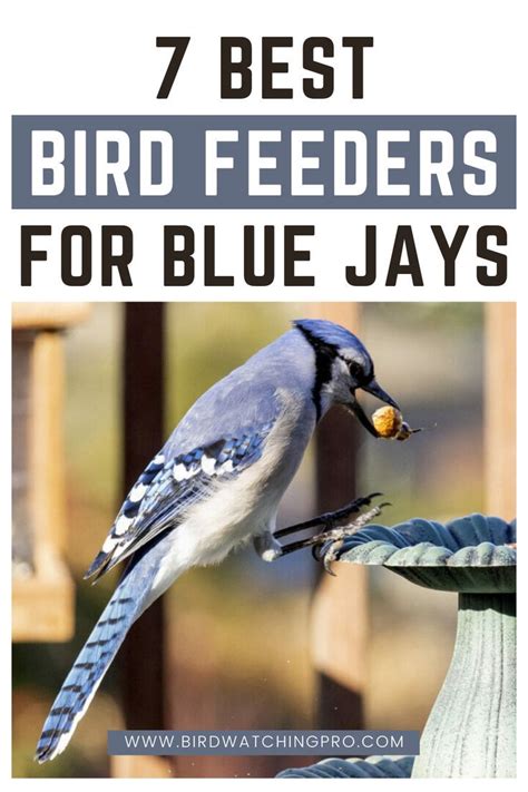 Best Feeder For Blue Jays at Chong Spalding blog