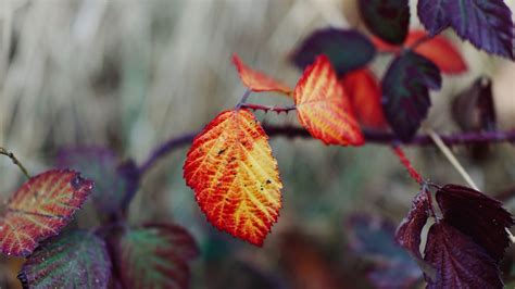 Wallpaper leaves, autumn, branch, blur, nature hd, picture, image