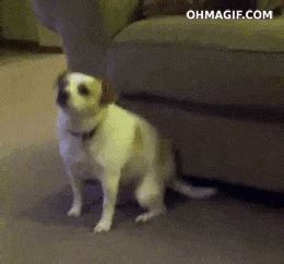 Dog Dancing Gif Find Share On Giphy - vrogue.co