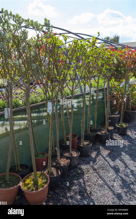 A selection of small trees for sale at a Garden Nursery Stock Photo - Alamy