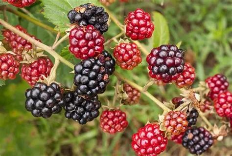 Garden Plant Seeds Fruit STF9 Tree Seeds Rubus Fructicosa 100 ...