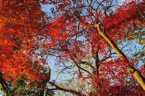 Autumn Foliage Tour 16 Days | Tourist Japan