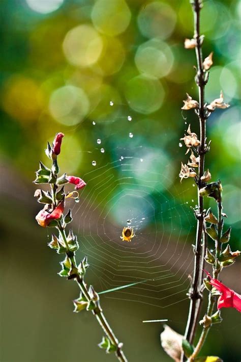 Pin by Anne Houston on Animals | Spider art, Spider, Spider web