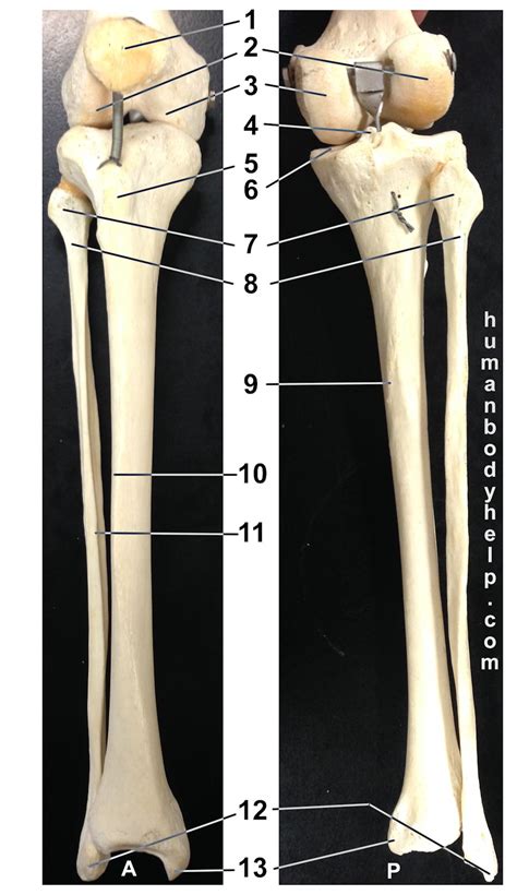 Leg Bones Diagram Labeled