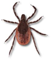 Tick insect PNG images free download | Pngimg.com