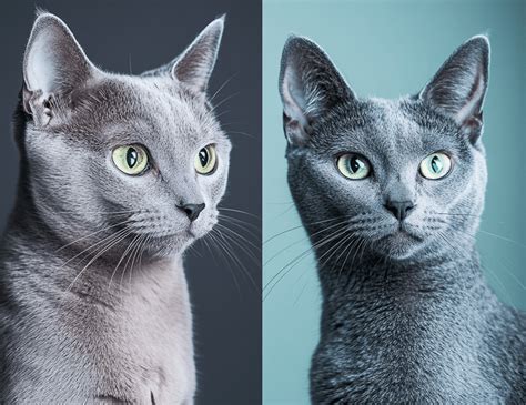 Russian Blue vs. Domestic Shorthair: Which Cat is Right for You?