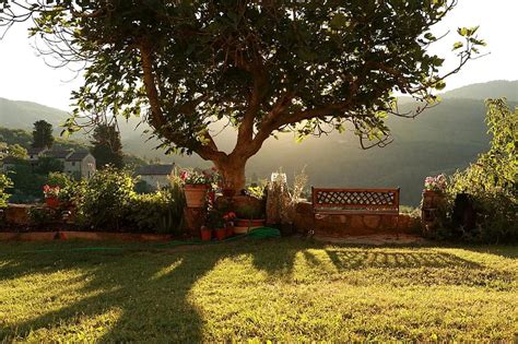 chianti, tree, sunset, backlight, hills, tuscany, italy, bench, country ...