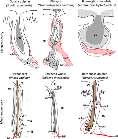 Anatomy of electrosensory and mechanosensory structures. A summary of ...