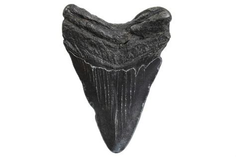 3.62" Fossil Megalodon Tooth - South Carolina (#299641) For Sale ...