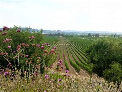 Napa in California's North Coast Wine Region | Crushed Grape Chronicles