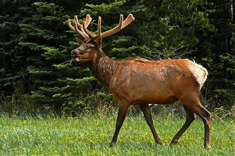 Bosque Templado de Coníferas: [Características, Fauna, Flora y Temperatura]