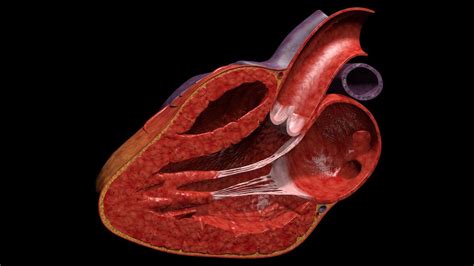 Human Heart 3d Animation Free Download ~ Human Heart Animation 3d Model | Bodegawasues