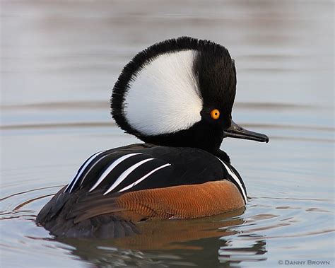 Hooded Merganser Image - img-Abiel