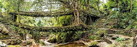 Double Decker Living Root Bridge Cherrapunji in Meghalaya