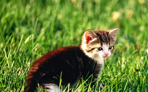 Kitten in the Garden ~ Nerd HD Wallpaper