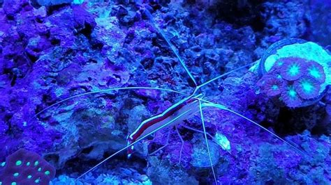 Ultimate Guide to Cleaner Shrimp Care - AQUA REEF MARINE