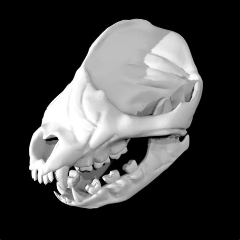 Panda skull 3d model Rigged and low poly - Team 3d Yard