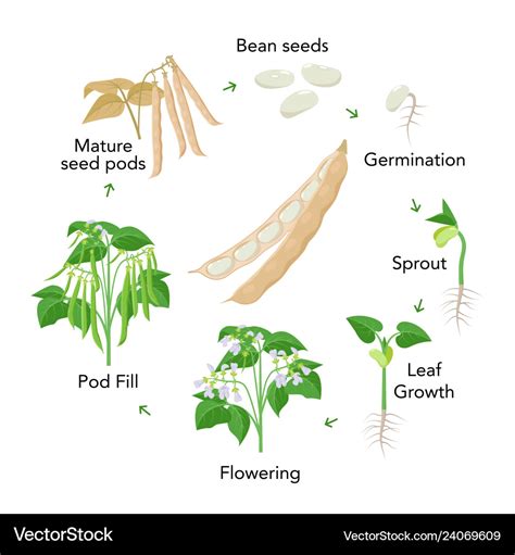 Bean plant growth stages Idea | chocmales