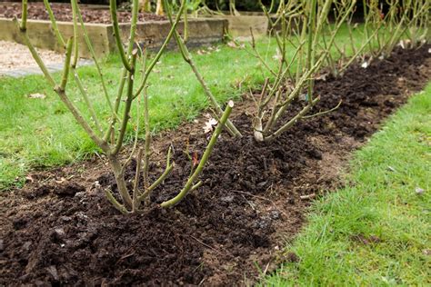 What is mulching? How mulch makes plants healthier and helps save water ...