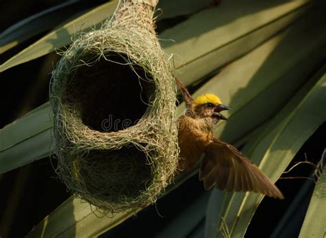 Weaver Bird Making Nest for Chicks Stock Photo - Image of cllored ...