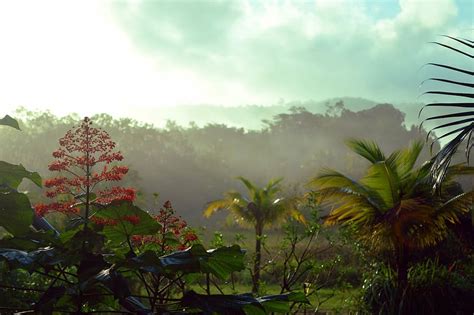 trees field, French Guiana, Rainforest, Forest, guiana, guyana, tropical, america, wild, nature ...