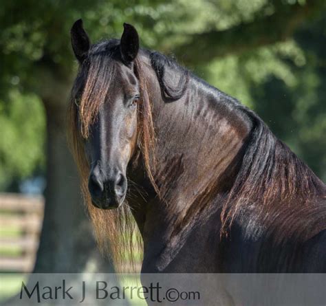 Gorgeous dark brown Friesian stallion. (Mark J. Barrett) Friesian ...