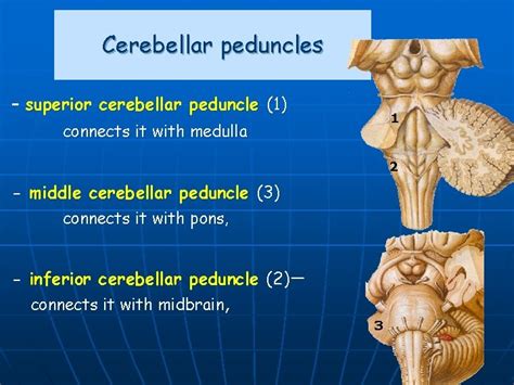 Gross anatomy of the brainstem and cerebellum Fourth