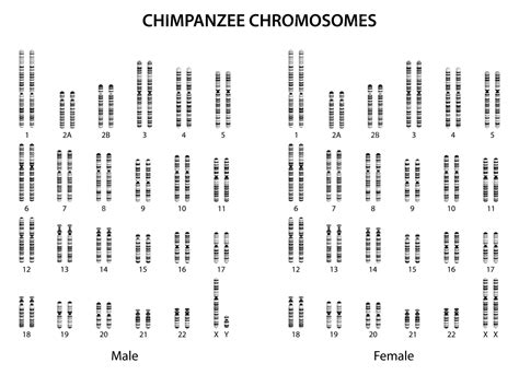 Genética animal cromosomas del chimpancé cariotipo del chimpancé | Vector Premium