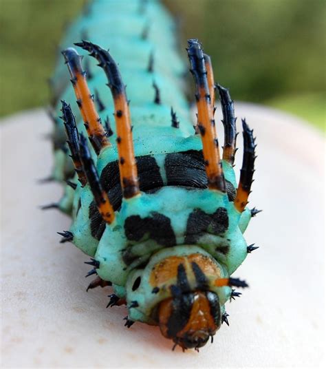 Hickory Horned Devil | Butterflies, bugs and all | Pinterest