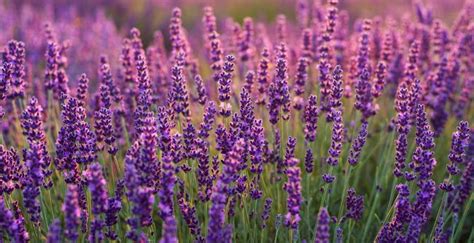 Lavender Desktop Wallpaper