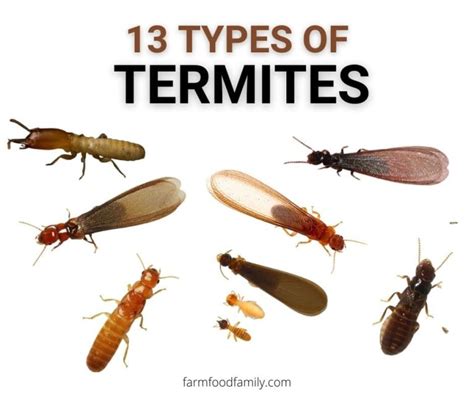 13+ Different Types Of Termites With Pictures (Identification Guide)