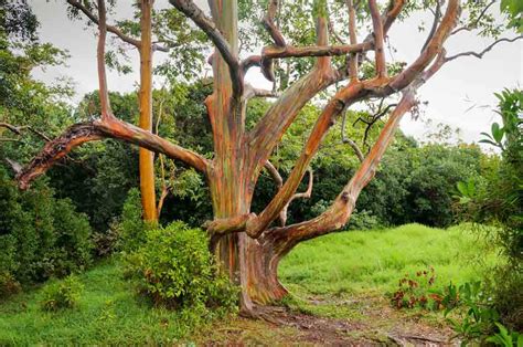 Rainbow Eucalyptus (Eucalyptus deglupta)