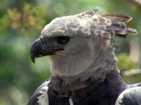 Harpy eagle | Harpy eagle, Predator, Prey