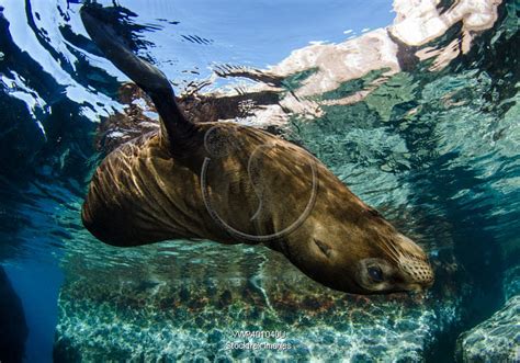 California sea lion swimming at surface near La Paz, Baja California ...