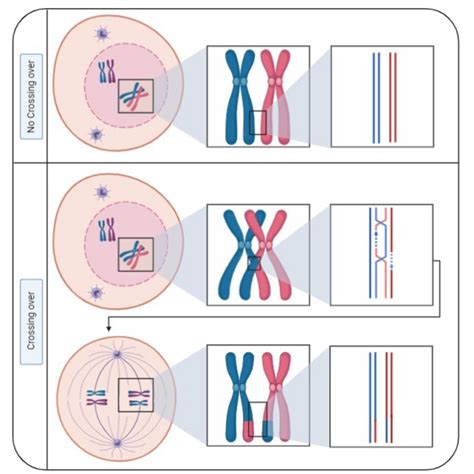 NC DNA Day » Science Word Wednesday: Chromosomal Crossover