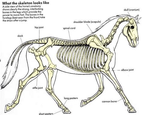 the skeleton of a horse is shown in this diagram, and it shows its features