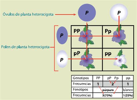 Prepa en línea SEP: Cuadros de Punnett