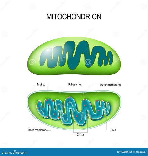 Mitochondrion. Cross-section and Structure Mitochondrion Organelle Stock Vector - Illustration ...