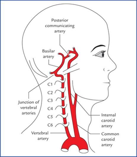 Blood Supply of the Brain - Textbook of Clinical Neuroanatomy, 2 ed.