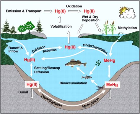 Mercury in Sediments - Enviro Wiki