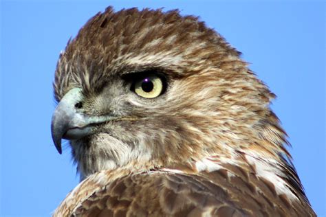 A Young Red-tailed Hawk In Queens - 10,000 Birds