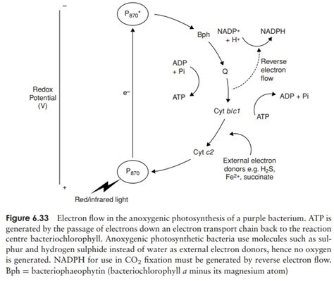 Anoxygenic photosynthesis