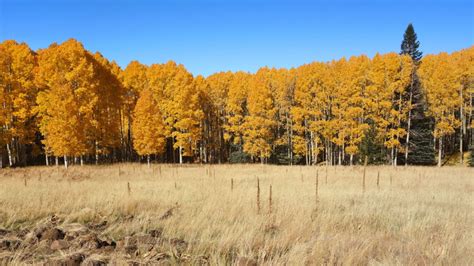 Fall Colors in Flagstaff, Arizona - Wanderer Writes