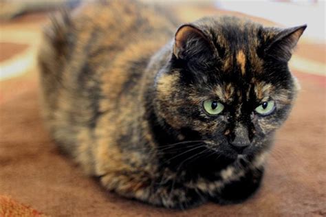 20 Things You Didn't Know about Tortoiseshell Cats