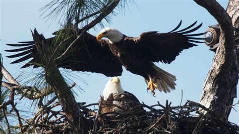 Photos: 2019 Southwest Florida Eagle Cam eaglets are almost a month old