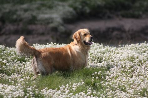 Download Animal Golden Retriever 4k Ultra HD Wallpaper