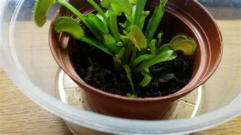 Venus Flytrap Care - YouTube