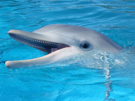 17 Facts about Dolphins